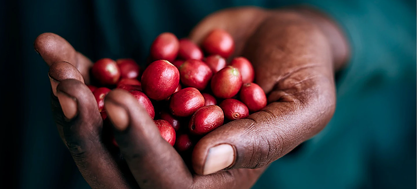 17. Taylors of Harrogate