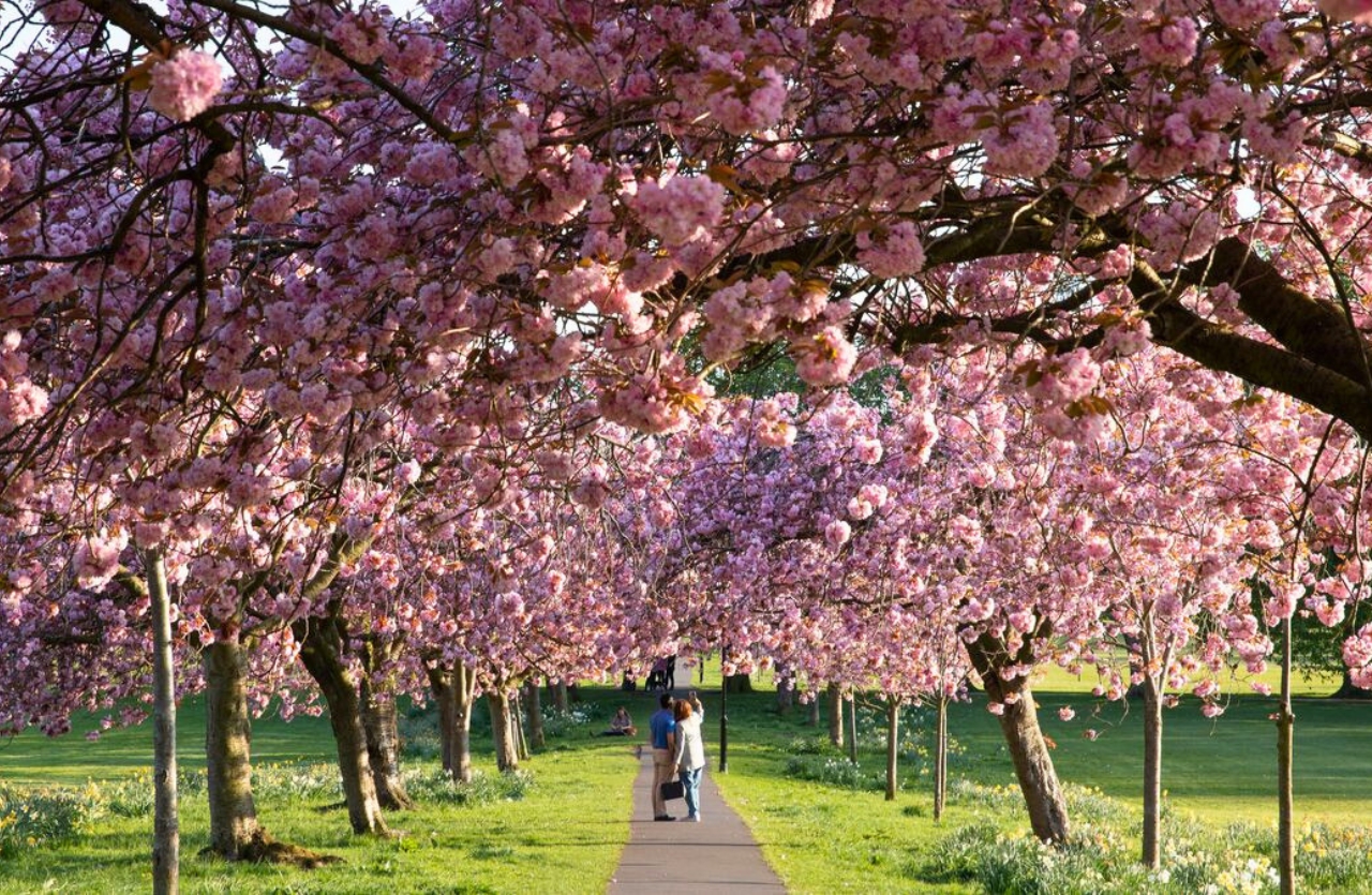 Harrogate Cherry Blossom Escape