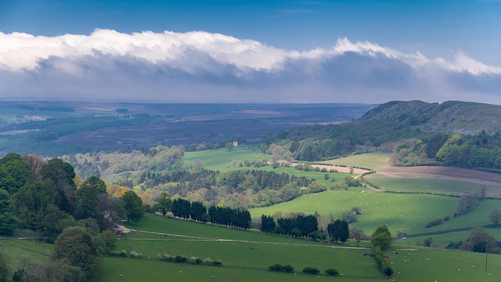 What Are the Best Dog-Friendly Pub Walks in North Yorkshire?
