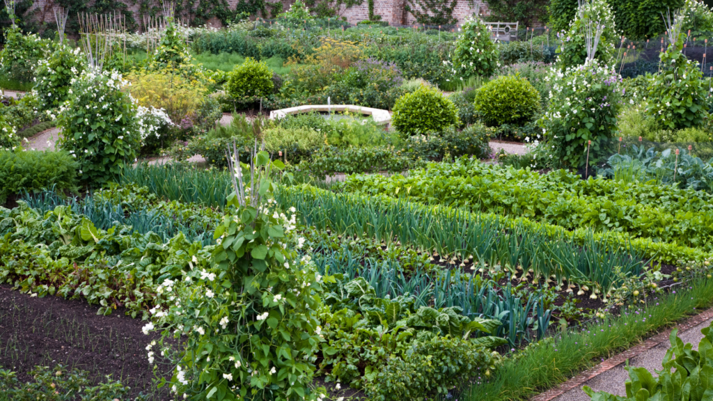 Wide shot of local produce being grown at the kitchen gardens at Mount St John.